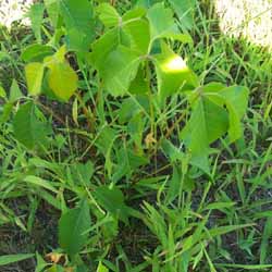 picture of poison ivy